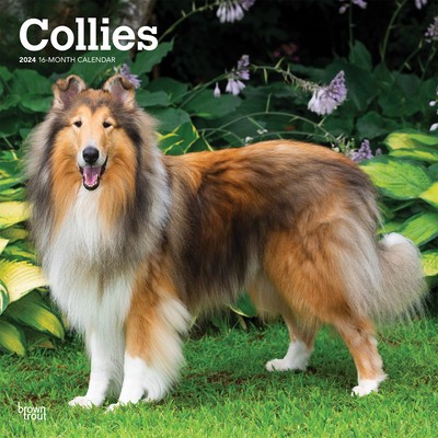 Collies 2024 Square foto