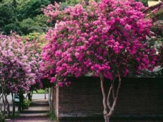 LILIAC INDIAN - Lagerstroemia Indica MIX alb, roz , rosu - 20 seminte foto
