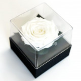 Trandafir Criogenat Alb (&Oslash;7-8cm) in Cutie Transparenta 10x10x11cm