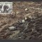 CPIB 21731 - CARTE POSTALA - TINUTURILE SUDICE. OI IN INSULA KERGUELEN