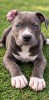 American Bully exemplar deosebit, Pedigree