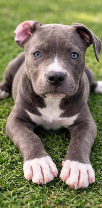 American Bully
