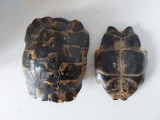 Carapace autentică de broască țestoasă (Set complet) &ndash; Piesă vintage de colecție, 20 cm
