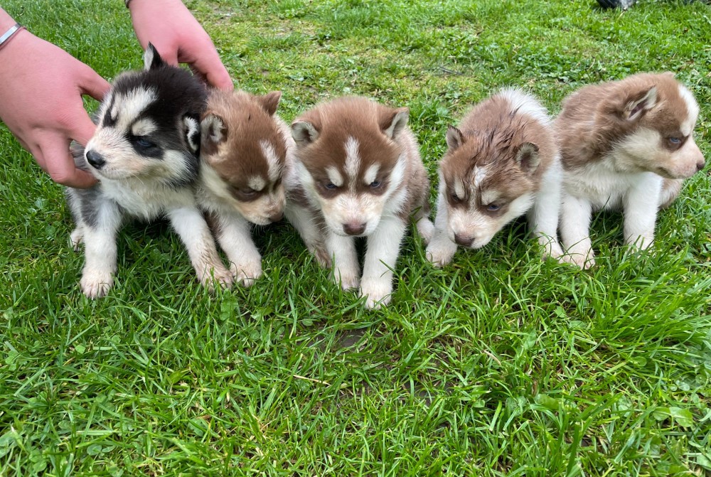 Vand pui Husky Siberian rasa pura | arhiva Okazii.ro