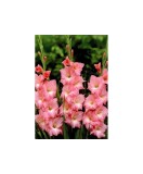 Bulb, Gladiole, Rose supreme, Calibru 8/10, Oem