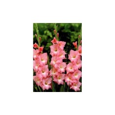 Bulb, Gladiole, Rose supreme, Calibru 8/10