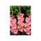 Bulb, Gladiole, Rose supreme, Calibru 8/10