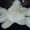Steiff - 012259/ different assets