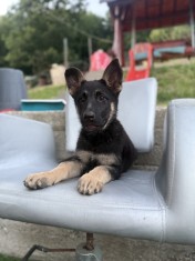 Catel ciobănesc german