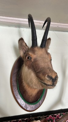 Vand Animale Impaiate foto