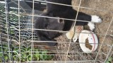 Cățel Ciobănesc Rom&acirc;nesc Corb