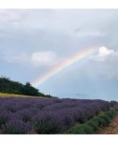 Butas Lavanda, Angustifolia Sevtopolis, 1 butas, Oem