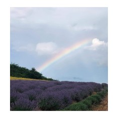 Butas Lavanda, Angustifolia Sevtopolis, 1 butas