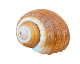 Cochilie Gastropod Tonna Galea, Tun Gigant, 7x11x8.5cm, Fosilă Naturală, Scoică de Tună, Colecție
