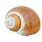 COCHILIE MELC GASTROPOD TONNA GALEA