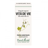 Extract din muguri de Vita de Vie, 50ml, Plantextrakt, Carpatica Plant Extract