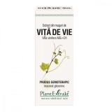 Extract din muguri de Vita de Vie, 50ml, PlantExtrakt