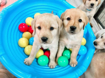 De vanzare catei Labrador 2 masculi si 2fete .Vaccinati si deparazitati foto