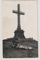 Sinaia- Monumentul Eroilor, realfoto tip carte postala,fauna ,turma de oi,cioban foto