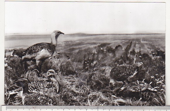 bnk cp Timisoara - Muzeul regional al Banatului - diorama dropii - necirculata