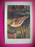 HOPCT 6274 ACROCEPHALUS PALUDICOLA -PASARI-FAUNA EUROPA-CP CHROMO LITHO -MUZEUL REGAL STIINTE NATURALE BELGIA-NECIRCULATA, Printata