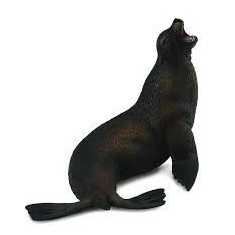 Leu de mare- Collecta