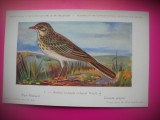 HOPCT 6295 ANTHUS RICHARDI RICHARDI -PASARI DE APA -FAUNA EUROPA-CP CHROMO LITHO -MUZEUL REGAL STIINTE NATURALE BELGIA-NECIRCULATA, Printata