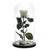Cumpara ieftin Trandafir Criogenat XL alb &Oslash;6,5cm, cupola sticla 12x25cm