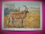 HOPCT 6232 ANTILOPA CABALINA-HIPPOTRAGUS EQUINUS -CORNUTE / ANTILOPE -FAUNA AFRICA-CP CHROMO LITHO -MUZEUL REGAL STIINTE NATURALE BELGIA-NECIRCULATA, Printata