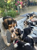 Pui de Beagle Tricolor