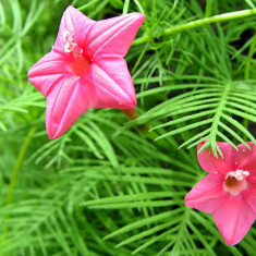 Floare Steluta CYPRESS urcatoare roz - 5 seminte penru semanat