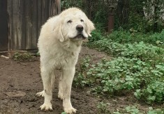 Ciobanesc de BUCOVINA foto