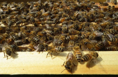 60 familii de albine cu posibiitate achizitie in rate egale foto
