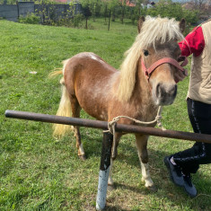 Ponei de vânzare