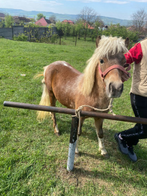 Ponei de v&amp;acirc;nzare foto