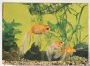 Bnk cp Constanta - Acvariu - Carassius Auratus - Pesti - necirculata, Printata