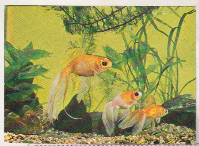 bnk cp Constanta - Acvariu - Carassius Auratus - necirculata