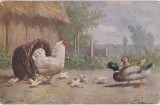 Pasari domestice schitate intr-un decor rural in aer liber (circulata 1917)