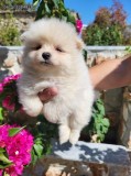Pomeranian disponibili
