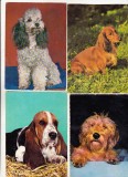 Bnk cp Caini - lot 20 carti postale, Circulata, Printata