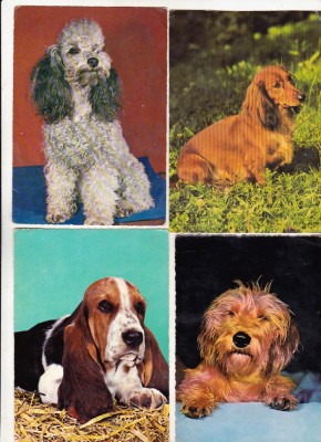 bnk cp Caini - lot 20 carti postale foto