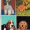 bnk cp Caini - lot 20 carti postale