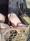 Vand porc de carne aprox 160 kg