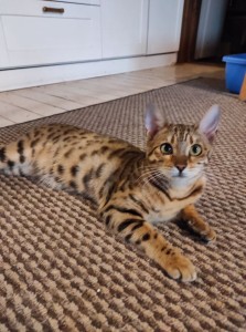 Pui bengal cu pedigree  Okazii.ro