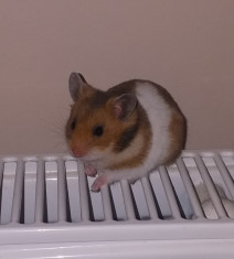 Donez hamster foto