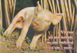 bnk cp Felicitare - Va rog sa ma iertati , m-am imbatat ca un ... porc . - purcel