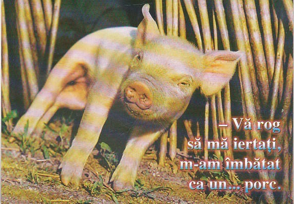bnk cp Felicitare - Va rog sa ma iertati , m-am imbatat ca un ... porc . - purcel