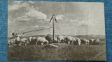 562 -Turma de oi si cioban cu tulnic traditii port popular / vedere interbelica