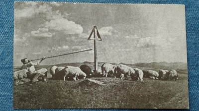 562 -Turma de oi si cioban cu tulnic traditii port popular / vedere interbelica foto