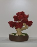 Bonsai cu Licheni stabilizati